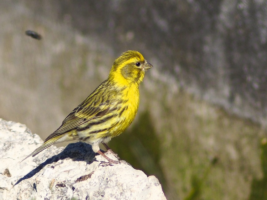 Verzellino♂